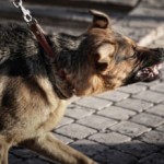 ¿Por qué mi perro es agresivo cuando pasea atado?