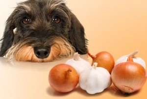 perro comiendo cebolla