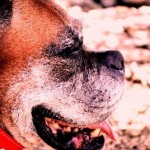 ¿Sabes cuántos años tiene tu perro?