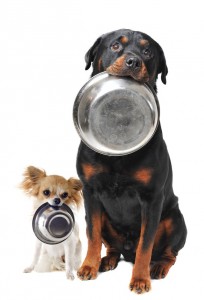 portrait of a cute purebred rottweiler and chihuahua and his food bowl