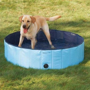 perro piscina