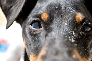 Puede ser feliz mi perro si es ciego