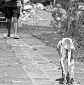 perro abandonado