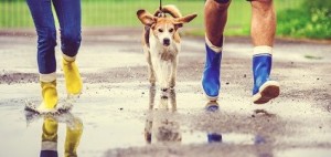 perro lluvia