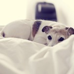 Consejos para elegir la mejor cama para tu perro.