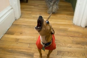 perro ladra puerta