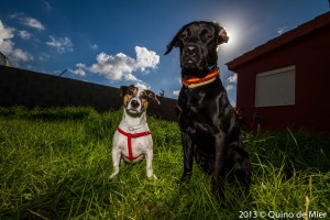 El sol ¿Cómo afecta al estado de ánimo del perro?