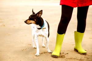 Paseas a tu perro y todo es más interesante que tú?