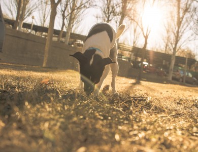 Mi perro come hierba y vomita