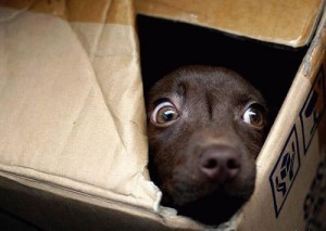 tiene tu perro fobia a los ruidos?f