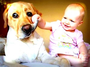 el perro y la llegada del bebé