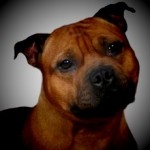 foto staffordshire Bull Terrier