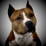 foto American Staffordshire Bull Terrier