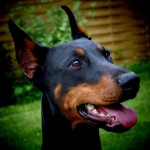 foto doberman