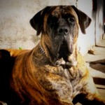 foto Fila Brasileño