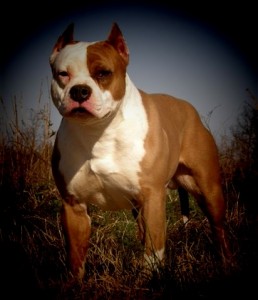 foto-pitbull
