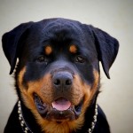 Foto Rotweiler