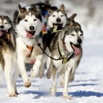 imagen mushing