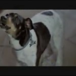 Chicho, el perro actor