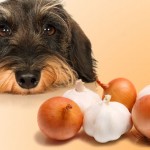 Alimentos tóxicos para nuestros perros