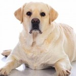 Mi perro está gordo. ¿Qué hago?