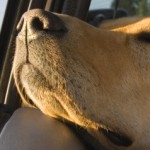 ¿Como acostumbrar a tu perro a viajar en coche?