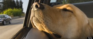 imagen de acostumbrar al perro a viajar en coche