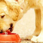 ¿Sabes cómo beben los perros?