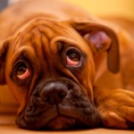 5 síntomas para saber si tu perro tiene depresión