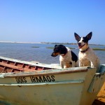 Enseña a tu perro a disfrutar del agua