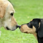 ¿Se puede socializar a un perro adulto?