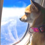 ¿Sabías que puedes viajar en avión con tu mascota? averigua cómo.