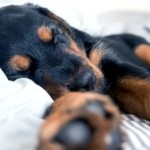 ¿Tu perro duerme mucho y te preocupa? averigua por qué