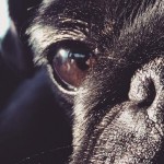 Los perros no ven en blanco y negro ¿Sabes cómo ven?