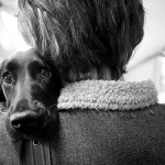 4 síntomas para detectar la ansiedad por separación en tu perro