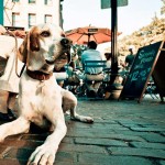 Enseña a tu perro a comportarse en bares y terrazas con 3 simples pasos
