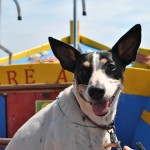 El perro ¿Cuál es la función de su bigote?