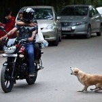 ¿Ataca tu perro a vehículos en movimiento?