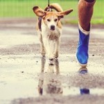 Llueve. ¿Saco a mi perro?