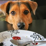 Mi perro mendiga comida mientras comemos. La solución en 4 simples pasos