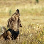 ¿Por qué los perros aúllan al escuchar una sirena?