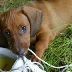 ¿Ingiere tu perro objetos no comestibles? Pica