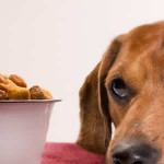 ¿Cómo sé si el pienso que le doy es bueno? Sigue estos consejos