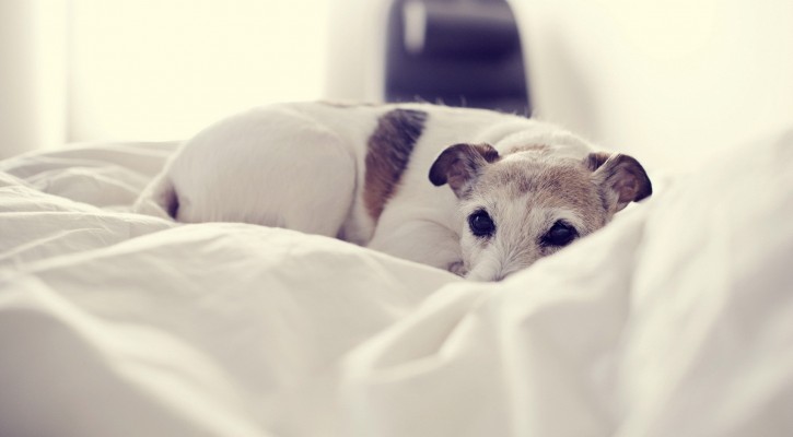 perro en cama