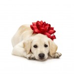 ¿Regalar un perrito por Navidad? Estas son las obligaciones