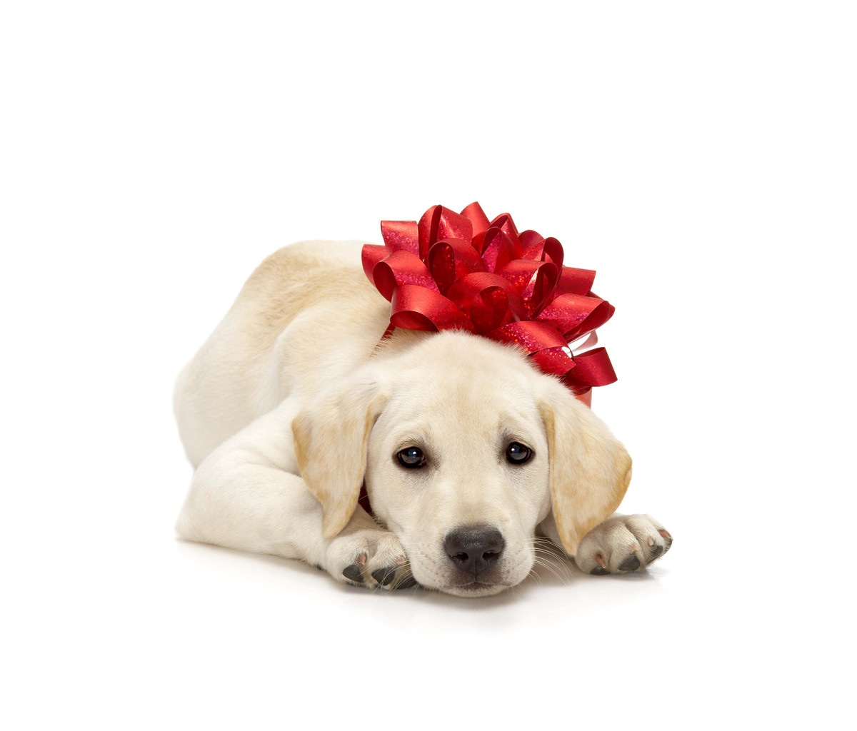 Qué saber antes de regalar un perro en Navidad - Training