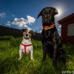 El sol ¿Cómo afecta en el estado de ánimo del perro?