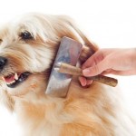 ¿Cepillar el pelo a tu perro es una torura para ambos? Averigua cómo solucionarlo.