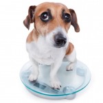 ¿Cómo hacer bajar de peso a tu perro sin que pase hambre?