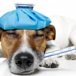 Cómo saber si tu perro tiene fiebre.